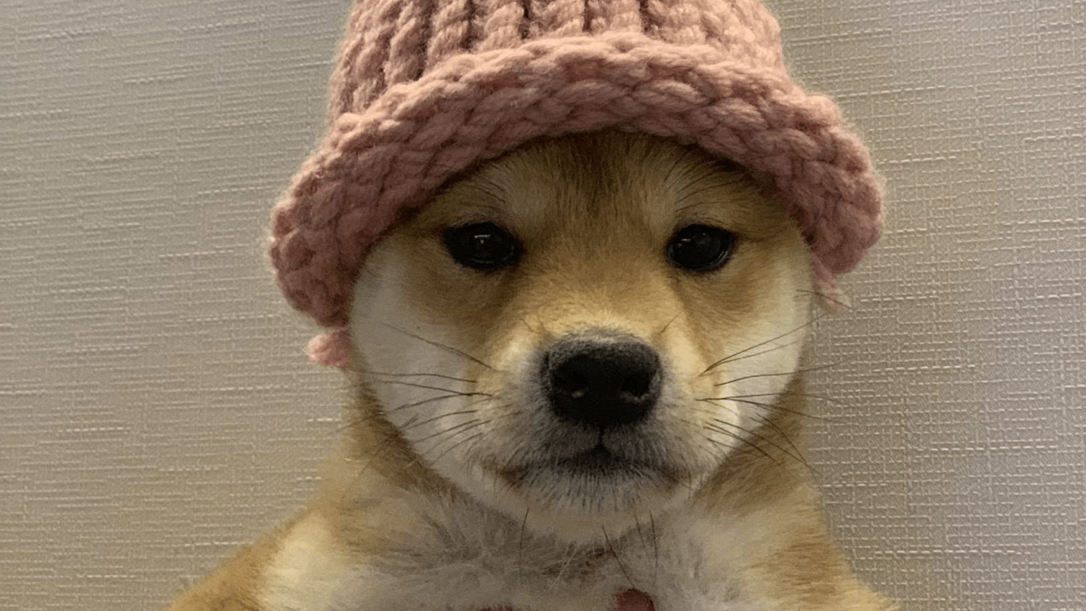 Dogwifhat Şapkası 800K$'ye Satıldı